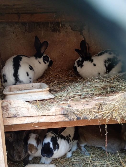 Sprzedam młode samiczki