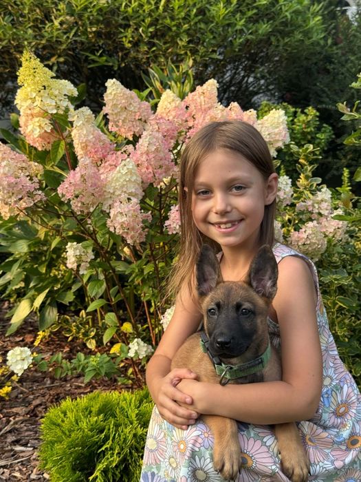 Zapowiedź Miotu Belgian Malinois K9