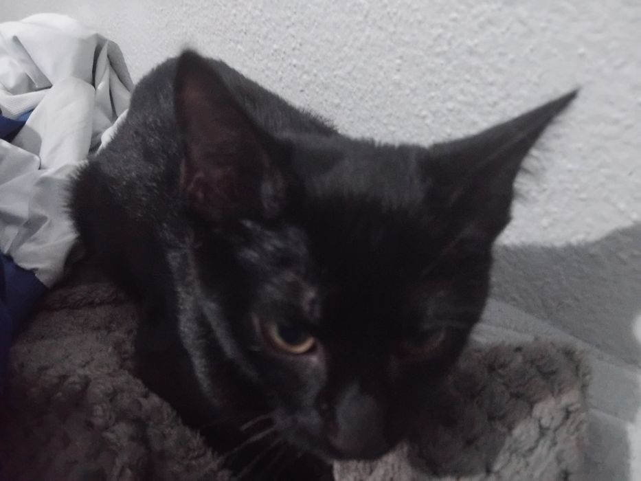 Mini pantera Adoção