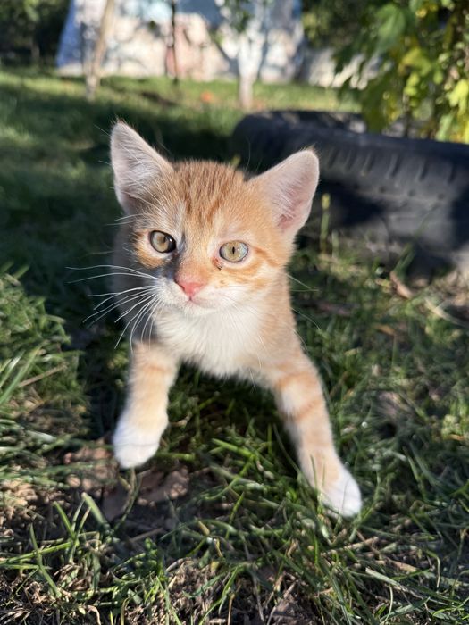 Котик - хлопчик  в добрі ручки