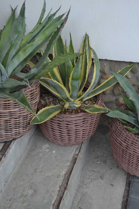 Рослина Агава Кактус