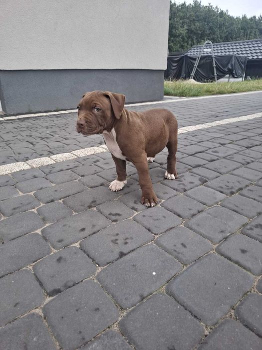 Piesek American Pit Bull Terrier