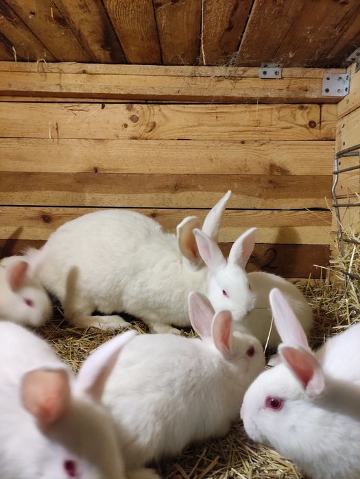 Królik Termondzkie Białe samce i samice