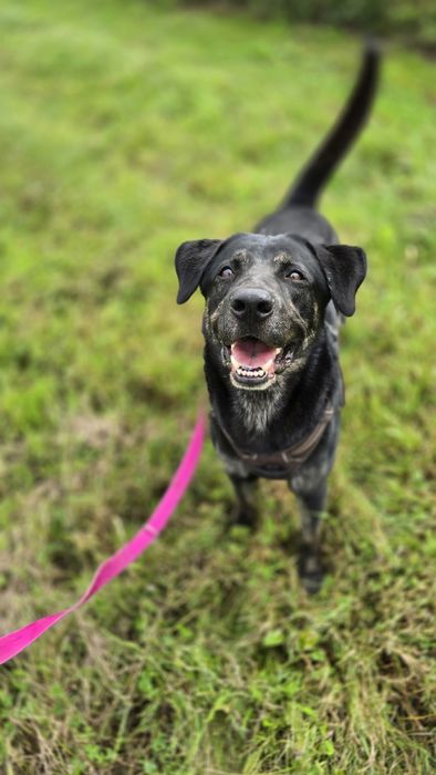 Potter cudowny samiec