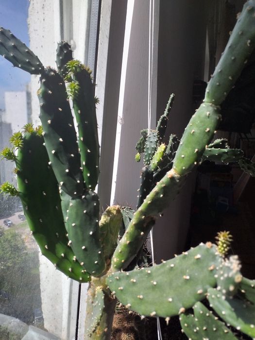 Мандарины, апельсины, лимон гранат, финик