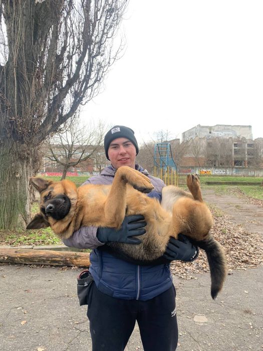 Кінолог. Дресирування собак. Кропивницький