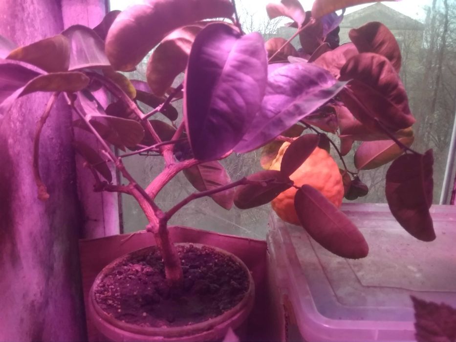 Лимон Кімнатний Крупноплідний Саджанці. Інжир. Ожина. Самшит.