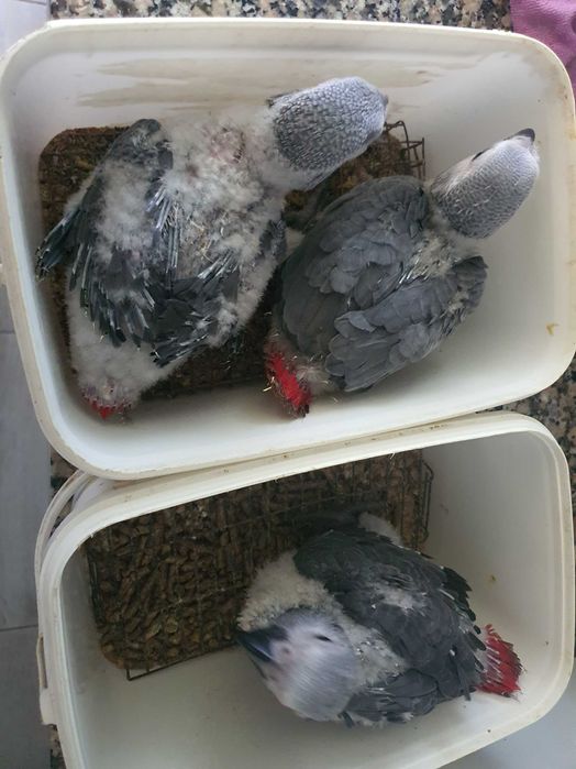 Psittacus Erithacus M adulto