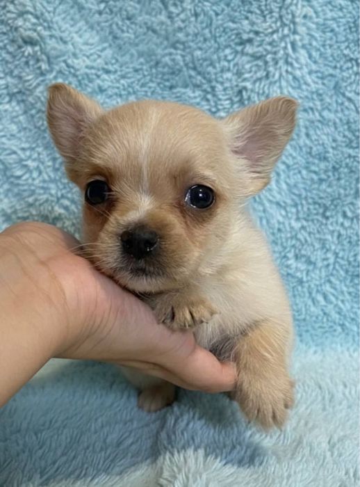 Той-тер‘єр дитя любові мікс