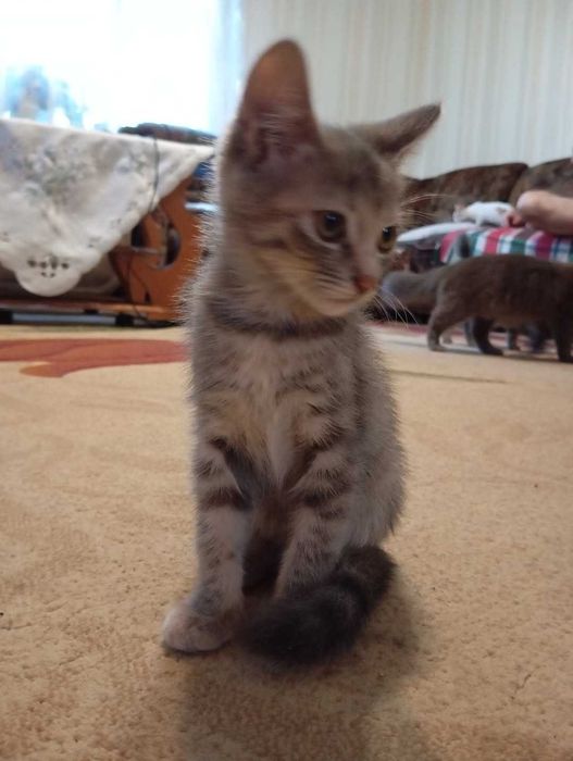 Котики-муркотики