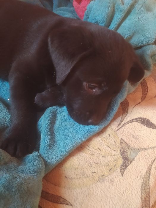 Фото не передає  всієї краси та грації цих чудових малюків.