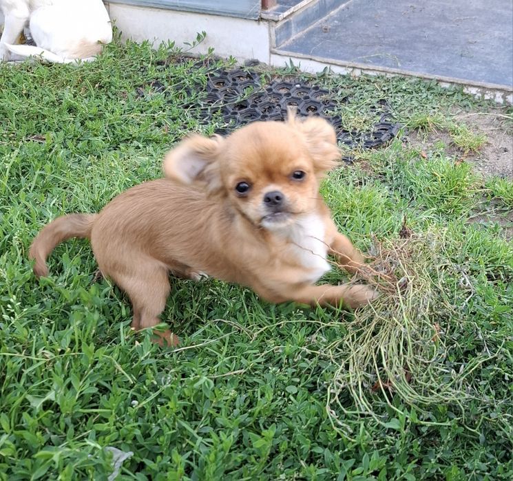Chihuahua dziewczynka