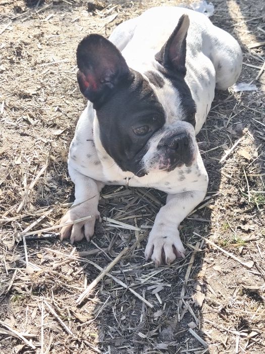 Bulldog francês fêmea