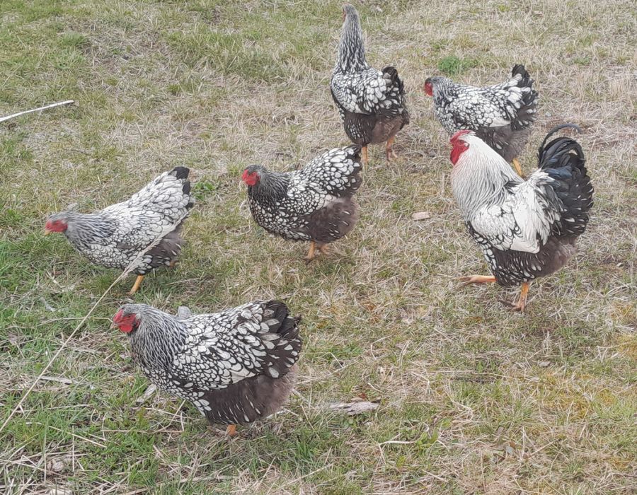 Jaja lęgowe wyandotte