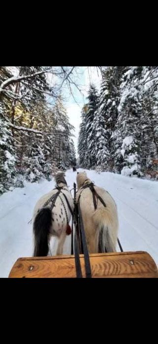 Domek Pod Sosnami. Dostępny w Sylwestra.