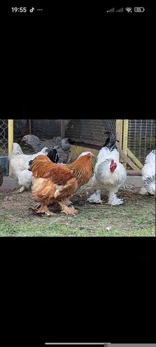 Продам інкубаційне яйце Брама світла.