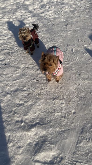 Йорочка-міні дівчинка