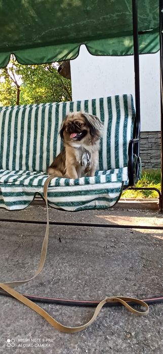 Пекінес  для в'язки.