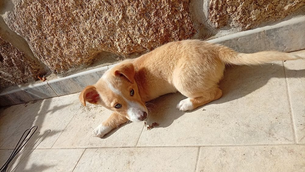 Cao para dar ( Piloto)