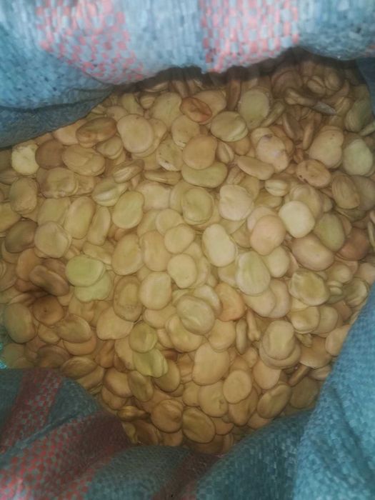 Bób Bizon, Figaro, Bachus, Rambos