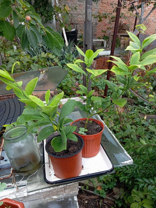 Мандевіла гранат інжир лимон