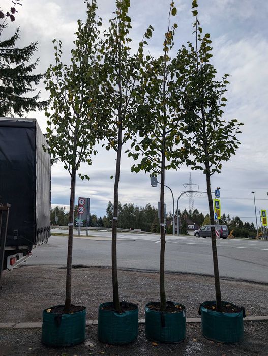 Lipa drobnolistna Greenspire i Rancho 16-18 cm