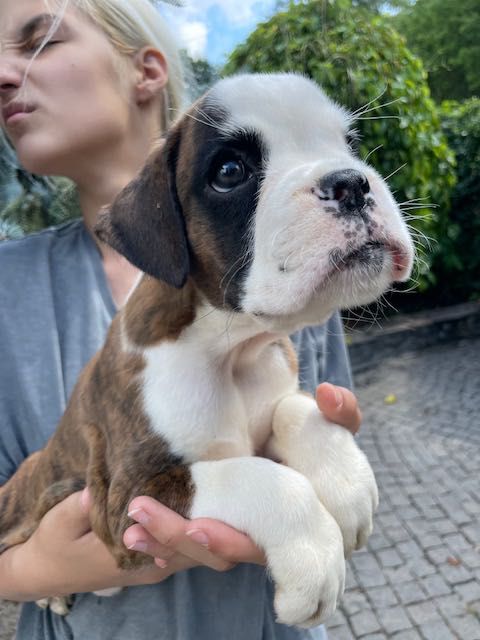 Боксер. Тигрова дівченка.