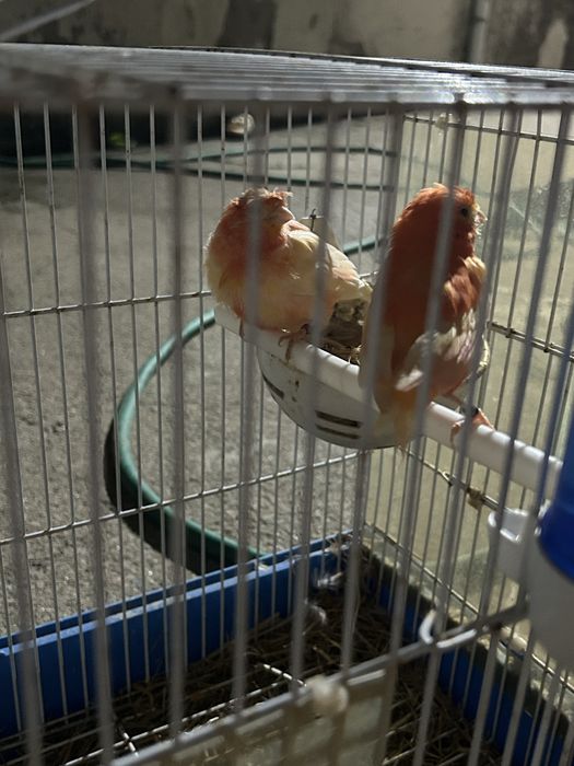 Vendo casal de canarios