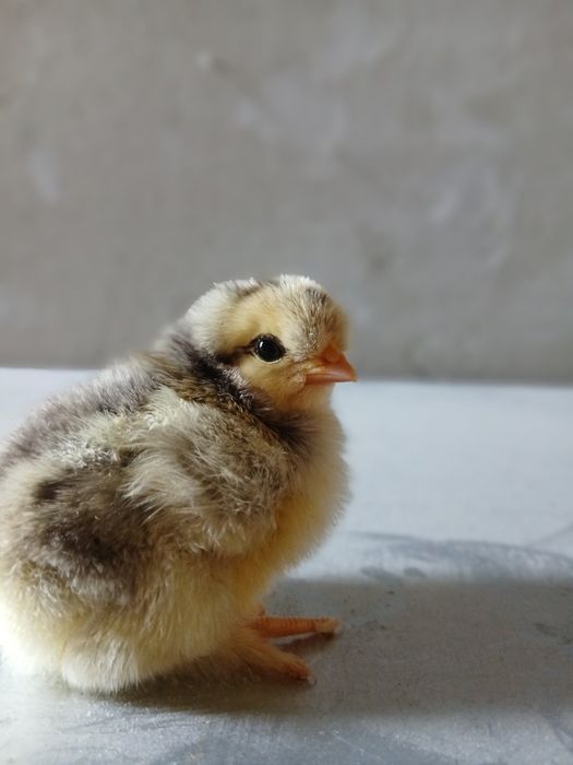 Продам домашні курчатка