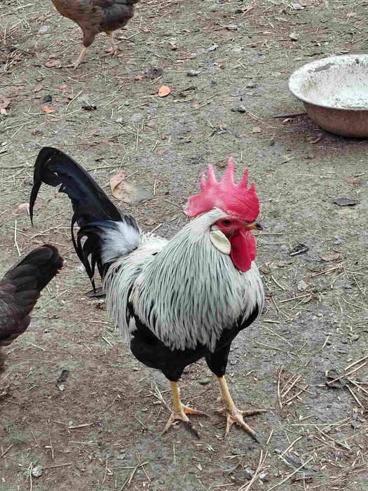 Інкубаційне яйце курей Легорн срібний (італійська несучка)