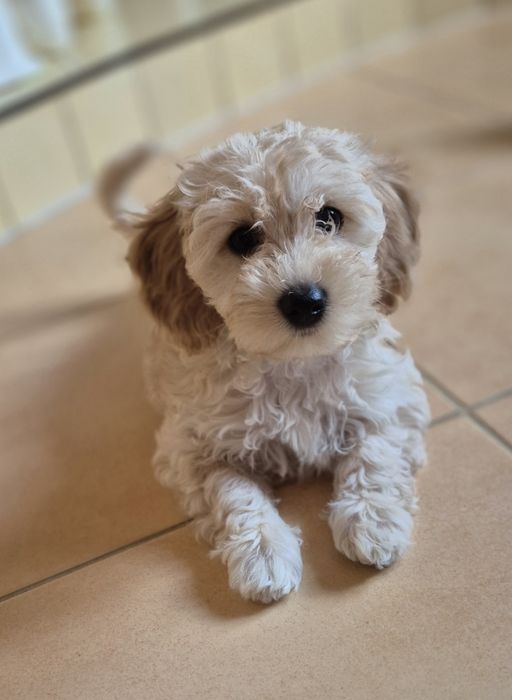 Śliczna suczka maltipoo,  badania genetyczne