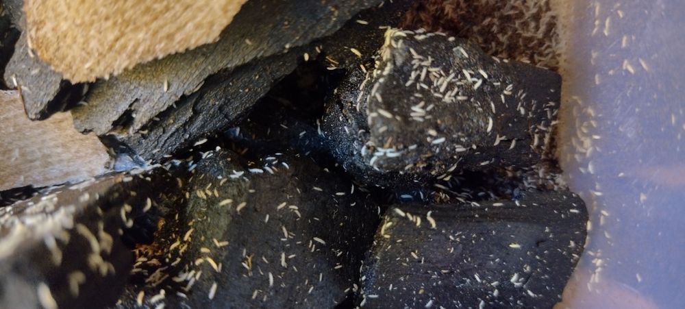 Skoczogonki ekipa sprzątająca