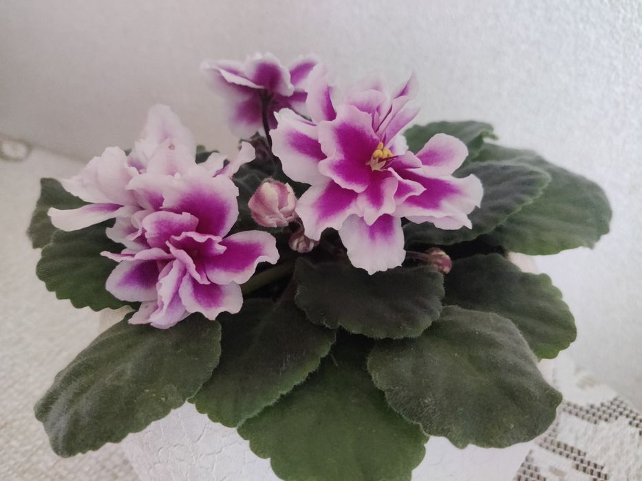 Фіалка махрова  молоденька