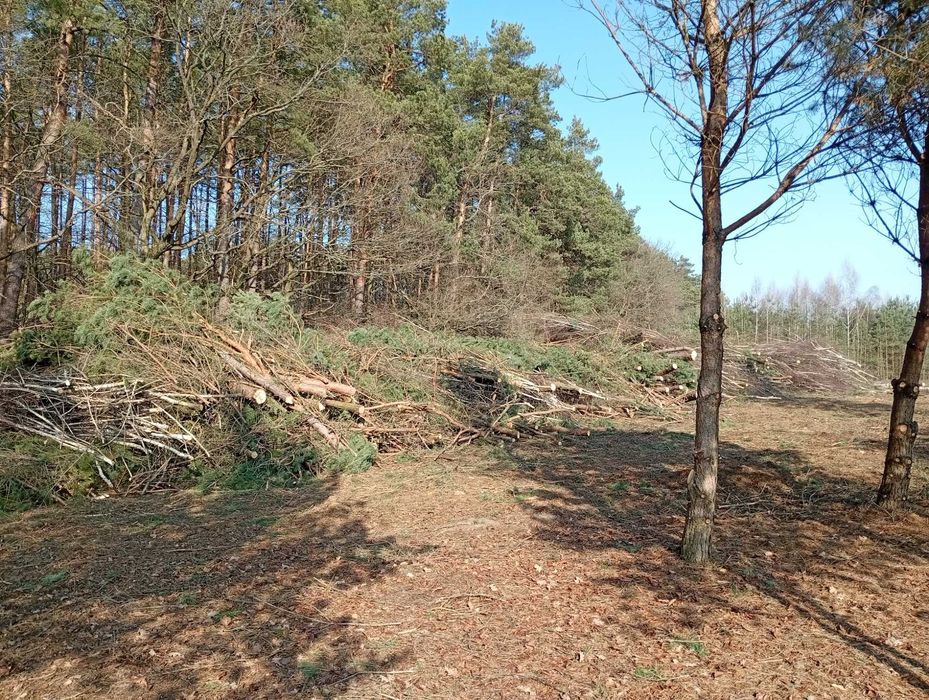 Wycinka drzew  czyszczenie działek wywóz gałęzi usuwanie karp