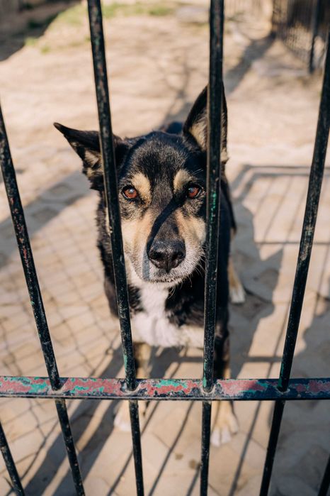 Dojrzały psiak Wojtek szuka domu