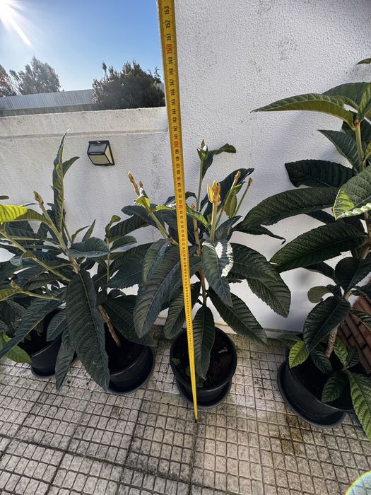 Vendo Nespereira com 2 Anos