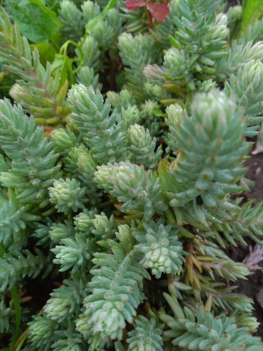 Blue Spruce седум