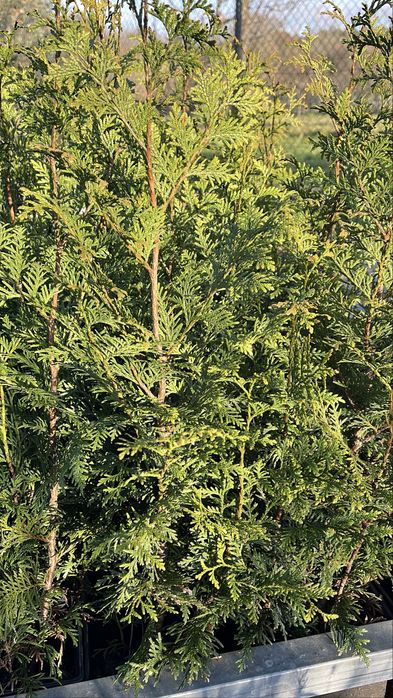 Tuia Plicata “Gelderland” – Cerca Viva Rápida e Densa