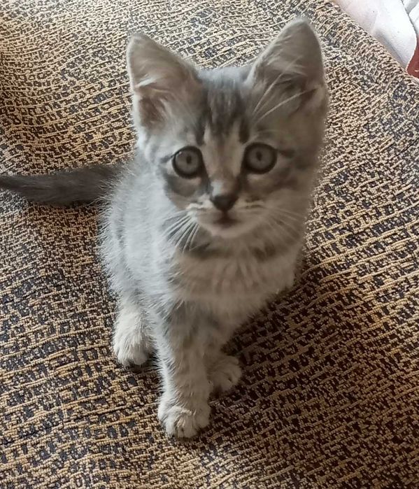Котик, сірий таббі