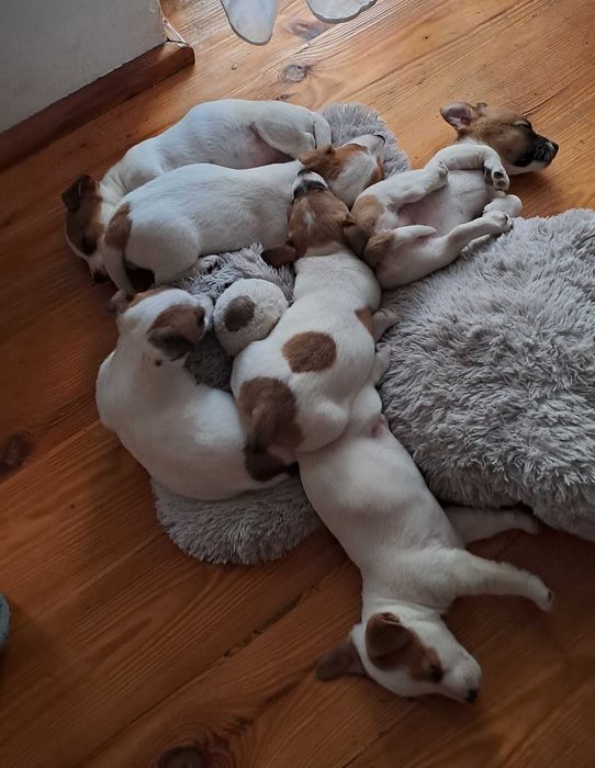 Jack Russell Terrier