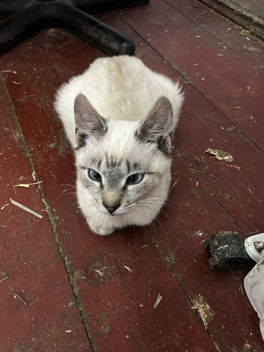 Котенята . Безкоштовно . Шукають дім