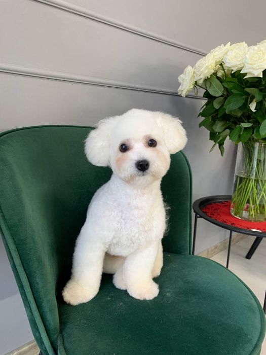 Бішон Фрізе (Хлопчик)-Вязка