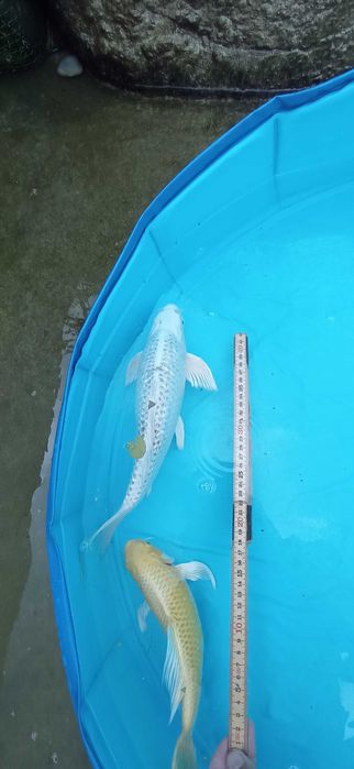 Peixe Carpas koi