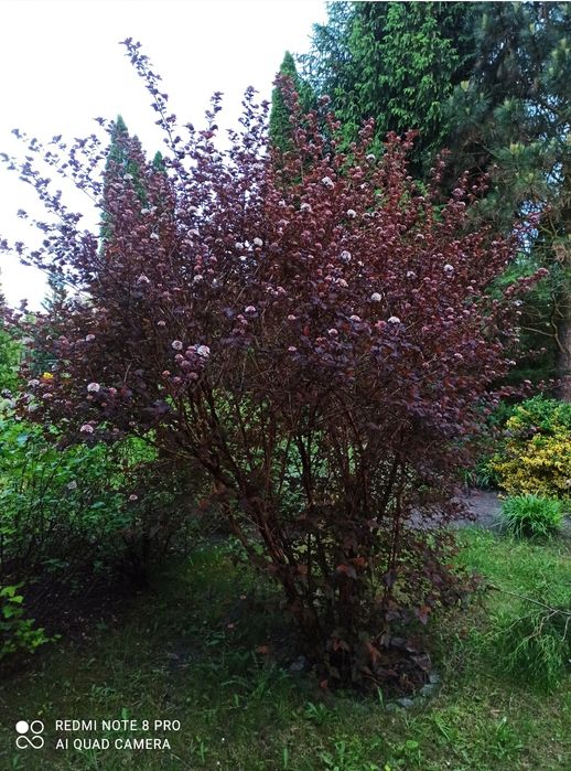 Działka ROD z całorocznym domkiem Zbąszyń