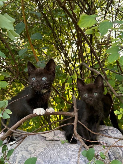 Котята в добрые  руки