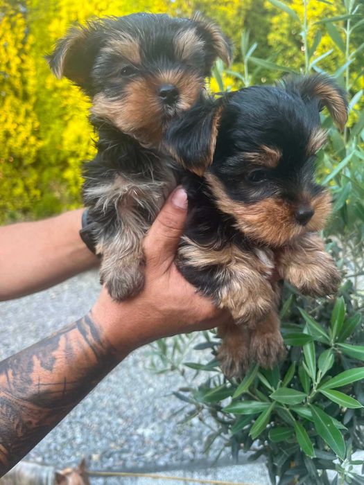 Yorkshire terrier