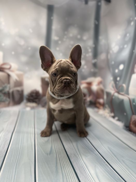 Изобеловый малыш французкого бульдога