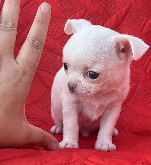 Chihuahua Macho Pelo Curto