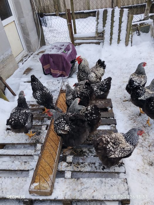 Інкубаційне яйце Віандот Срібний