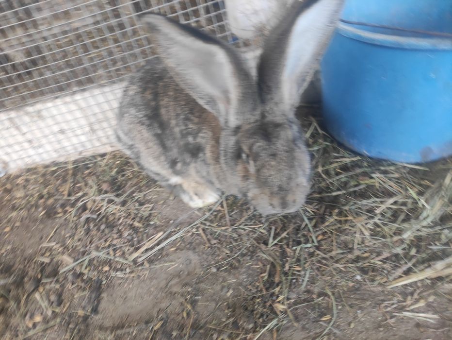 Witam sprzedam króliki belgi olbrzym